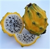 Exotic Fruit Market offers Yellow Dragon fruits grown in South America and Israel. Sweet, juicy yellow dragon fruit is obtained from the cactus family plants of Central American origin, in the genus: Hylocereus.