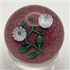 Charles Kaziun Convolvulus Paperweight