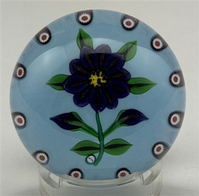 2009 William Manson Double Clematis