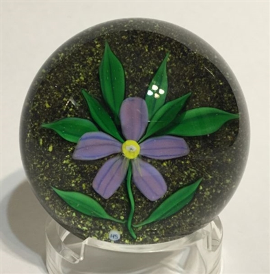 Hugh Smith Purple Flower