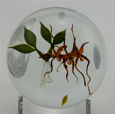 1978 Paul Stankard Spotted Orchid Paperweight