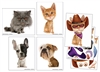 toy-Pawz & Clawz Put Ons