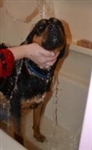 Lucky Pup Rescue Shampoo