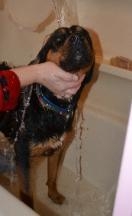 Lucky Pup Rescue Shampoo