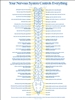 Nervous System Chart