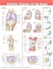 Athletic Injuries of the Knee Anatomical Chart 20X26