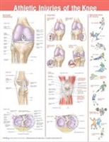 Athletic Injuries of the Knee Anatomical Chart 20X26