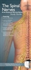 Illustrated Pocket Anatomy: Spinal Nerves and the Autonomic Nervous System Study Guide