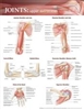 Joints of the Upper Extremities  20x26 Laminated Chart.