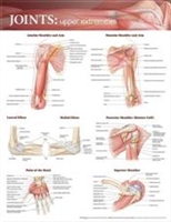 Joints of the Upper Extremities  20x26 Laminated Chart.