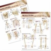 Lippincott Williams & Wilkins Atlas of Anatomy Skeletal System Chart Set. 2 Laminated Charts