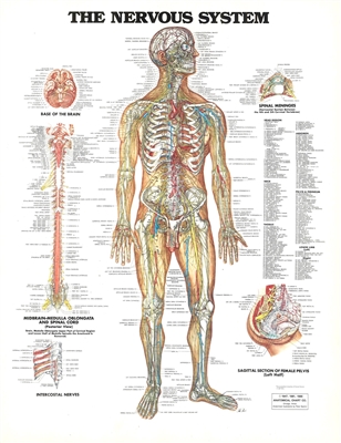 The Nervous System Chart 20X26 Laminated Chart