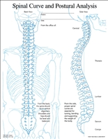 Posture and Spinal Curve Insert