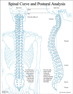 Posture and Spinal Curve Insert