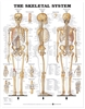 The Skeletal System Anatomical Chart