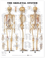 The Skeletal System Anatomical Chart