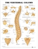 The Vertebral Column Anatomical Chart