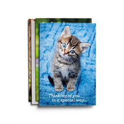 Card-Boxed-Get Well-Whiskers And Paws: 081983720987