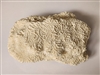 Genuine White Coastal Brain Coral