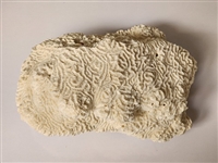 Genuine White Coastal Brain Coral