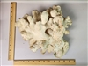 Genuine White Coastal Coral