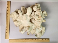 Genuine White Coastal Coral