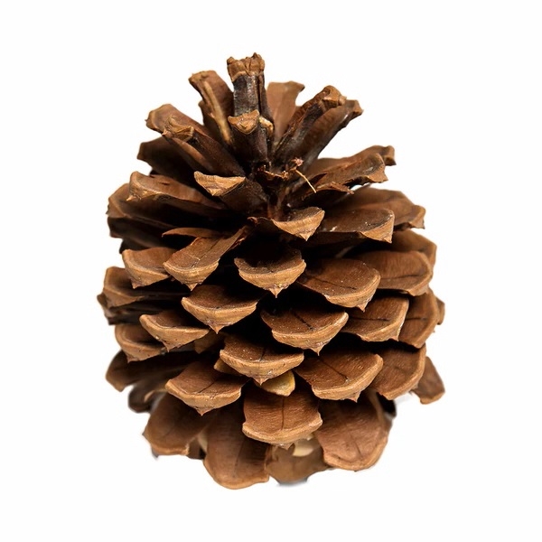 Craft Pinecones