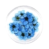 Dried Pressed Pear Blossom Flowers - Blue