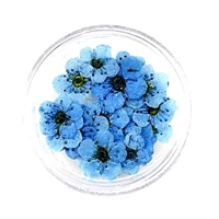 Dried Pressed Pear Blossom Flowers - Blue