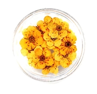 Dried Pressed Pear Blossom Flowers - White