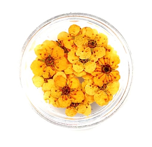 Dried Pressed Pear Blossom Flowers - White