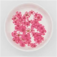 Dried Pressed Pear Blossom Flowers - Pink