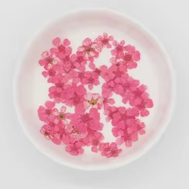 Dried Pressed Pear Blossom Flowers - Pink