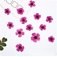 Dried Pressed Pear Blossom Flowers - Pink