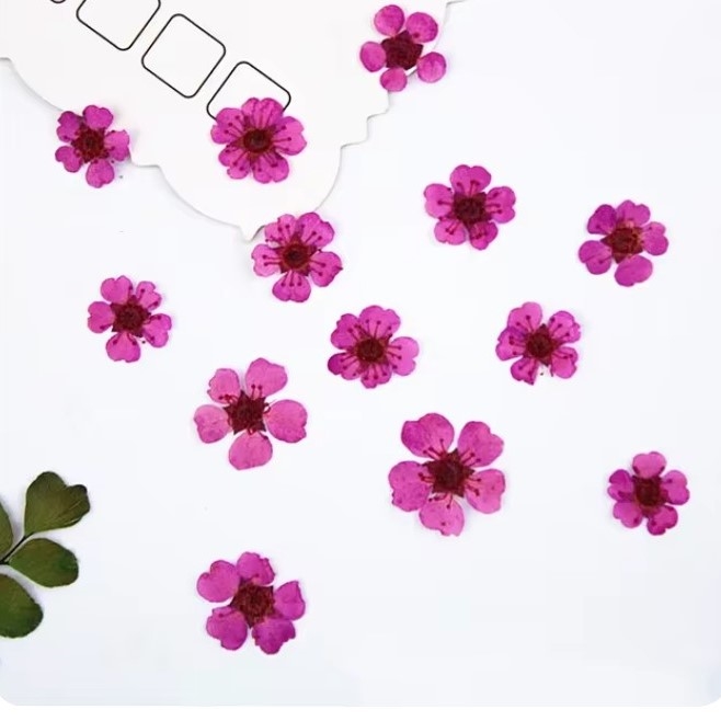 Dried Pressed Pear Blossom Flowers - Pink
