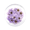 Dried Pressed Pear Blossom Flowers - Purple