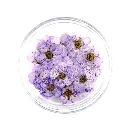 Dried Pressed Pear Blossom Flowers - Purple