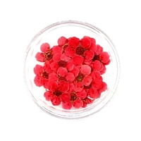 Dried Pressed Pear Blossom Flowers - Redish Orange