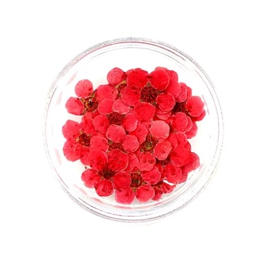 Dried Pressed Pear Blossom Flowers - Redish Orange