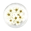 Dried Pressed Pear Blossom Flowers - White