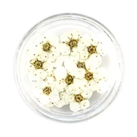 Dried Pressed Pear Blossom Flowers - White