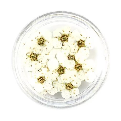 Dried Pressed Pear Blossom Flowers - White
