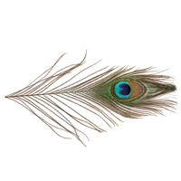 Peacock Eye Tails - Natural - 4"-10"