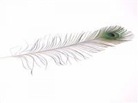 Peacock Eye Tails - Natural - 8"-15"