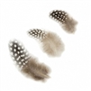 Loose Guinea Plumage Feathers - #2927