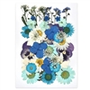 Pressed Dried Flowers - Blues and Whites