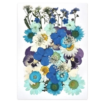 Pressed Dried Flowers - Blues and Whites