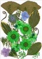 Pressed Dried Flowers - Green flowers