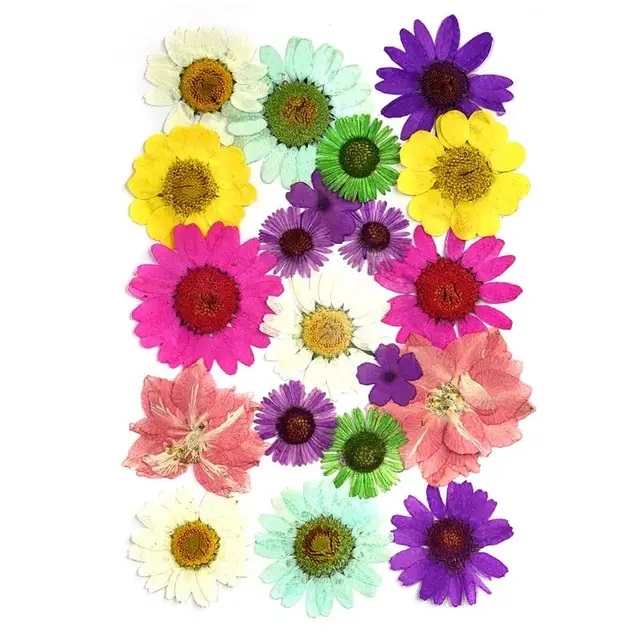 Pressed Dried Flowers - Large Multi-Color