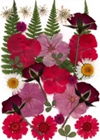 Pressed Dried Flowers - Red flowers